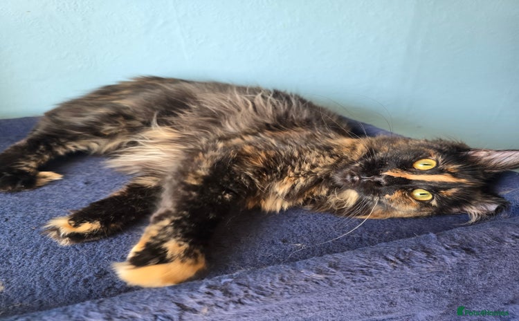 Maine Coon cats in High Wycombe - Advert 16