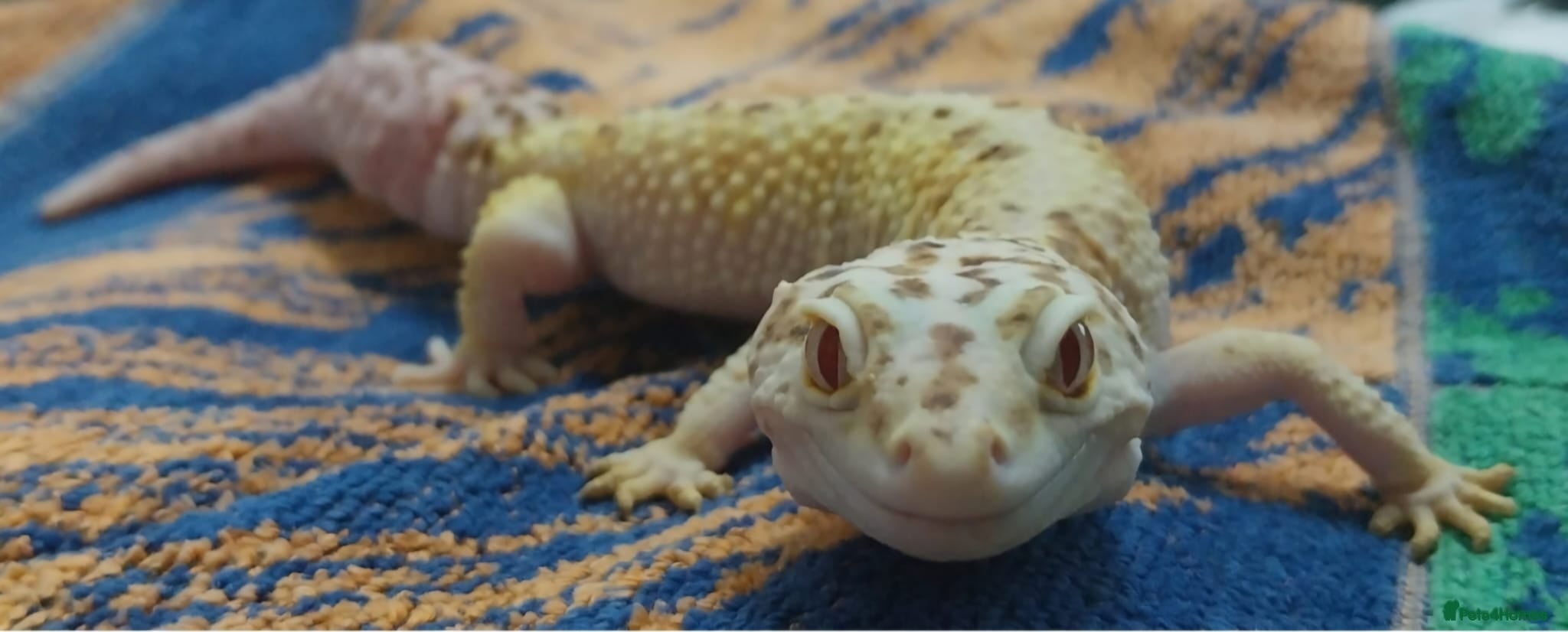 Leopard Gecko reptiles 3 x LEOPARD GECKOS AND VIV - Advert 1