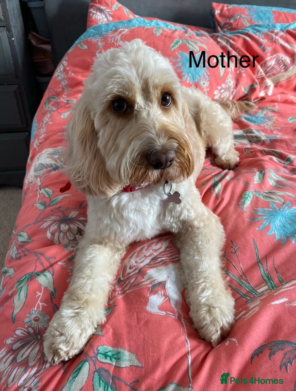 Cockapoo dogs  5 Beautiful red & apricot miniature Cockapoos - Advert 2