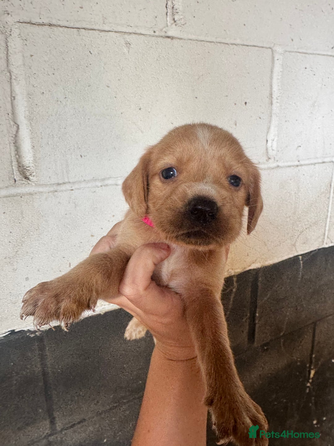 Springador dogs for sale: Beautiful springador puppies ready now - Image 3