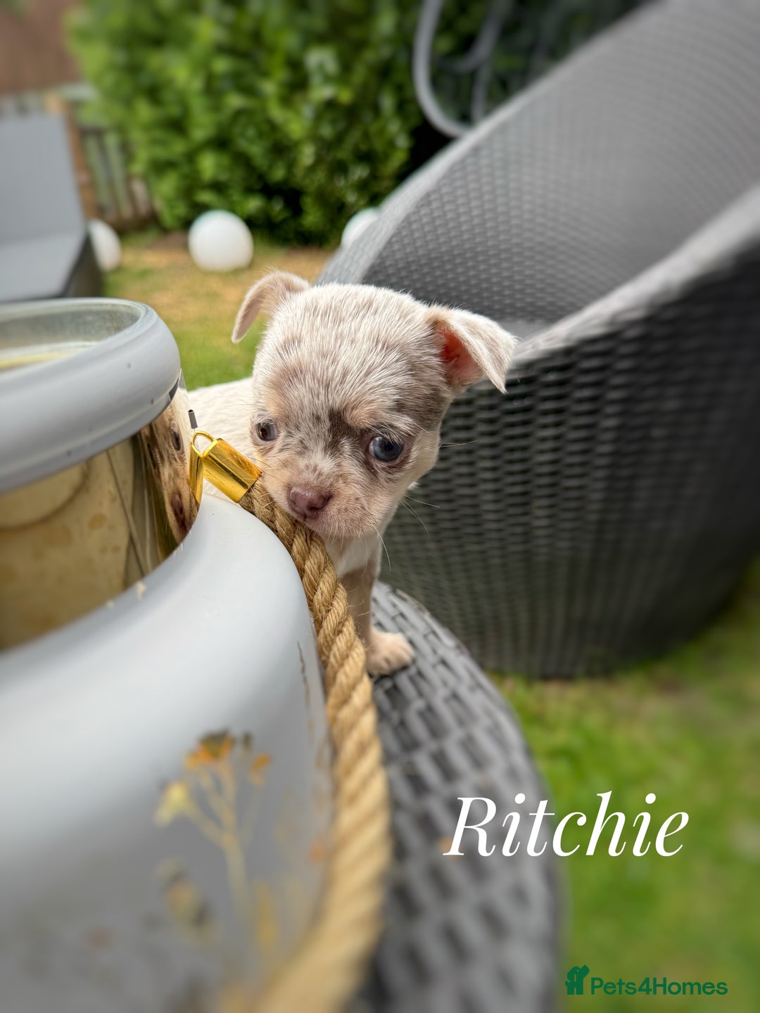 Chihuahua dogs for sale: Long coat KC reg girl READY NOW - Image 13