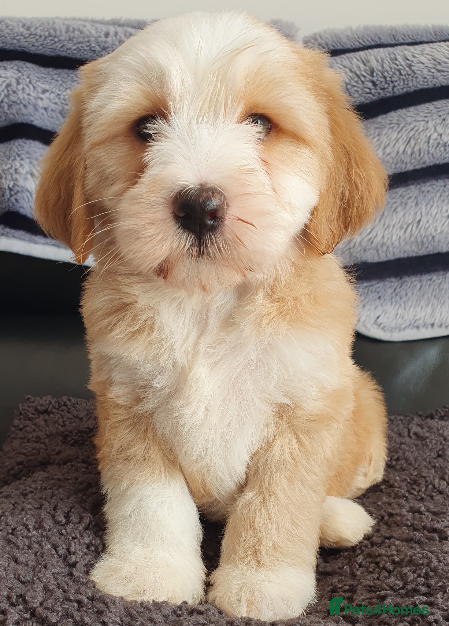 Tibetan Terrier dogs Stunning KCreged Tibetan terriers  - Advert 1