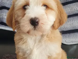 Tibetan Terrier dogs Stunning KCreged Tibetan terriers - Advert 1