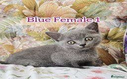 British Shorthair cats for sale: British shorthair kittens for sale - Image 4
