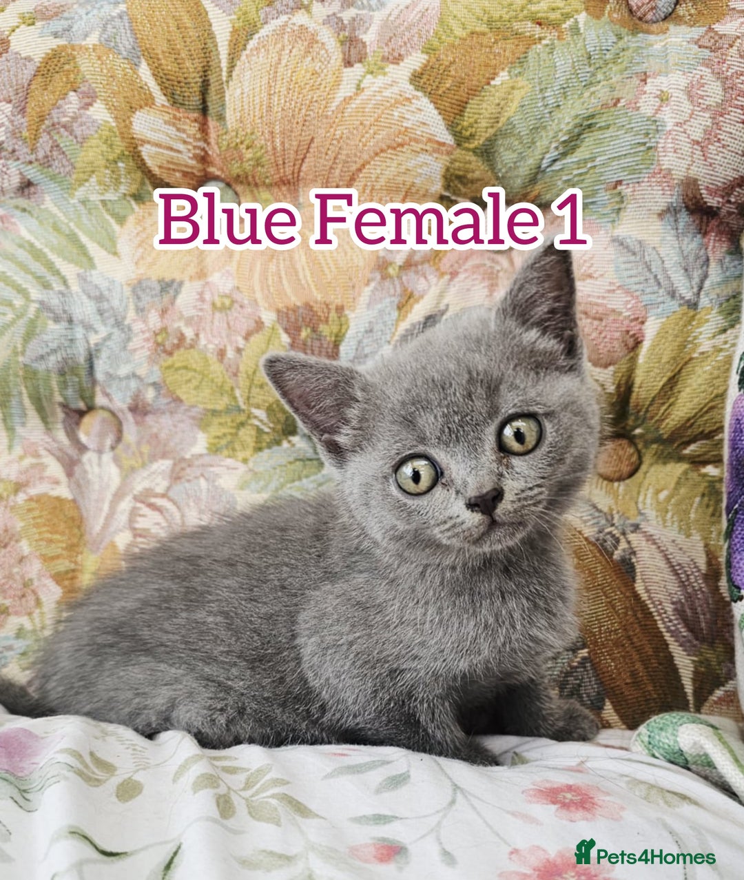 British Shorthair cats for sale: British shorthair kittens for sale - Image 4