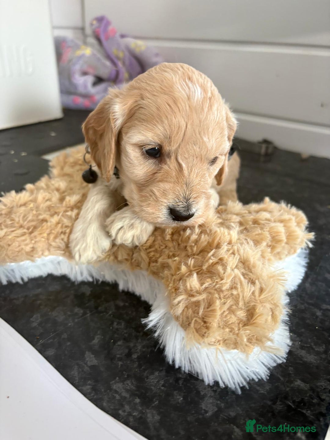 Cockapoo dogs for sale: 5 cockapoo puppy ready 13nov  - Image 8