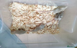 Mouse rodents for sale: Pretty fancy mice in Bridgwater - Image 3