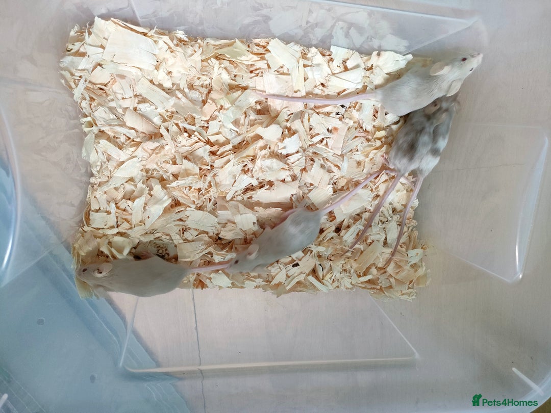 Mouse rodents for sale: Pretty fancy mice in Bridgwater - Image 3