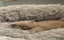 British Shorthair cats for sale: Adorable British Shorthair Kittens for Sale - Image 7