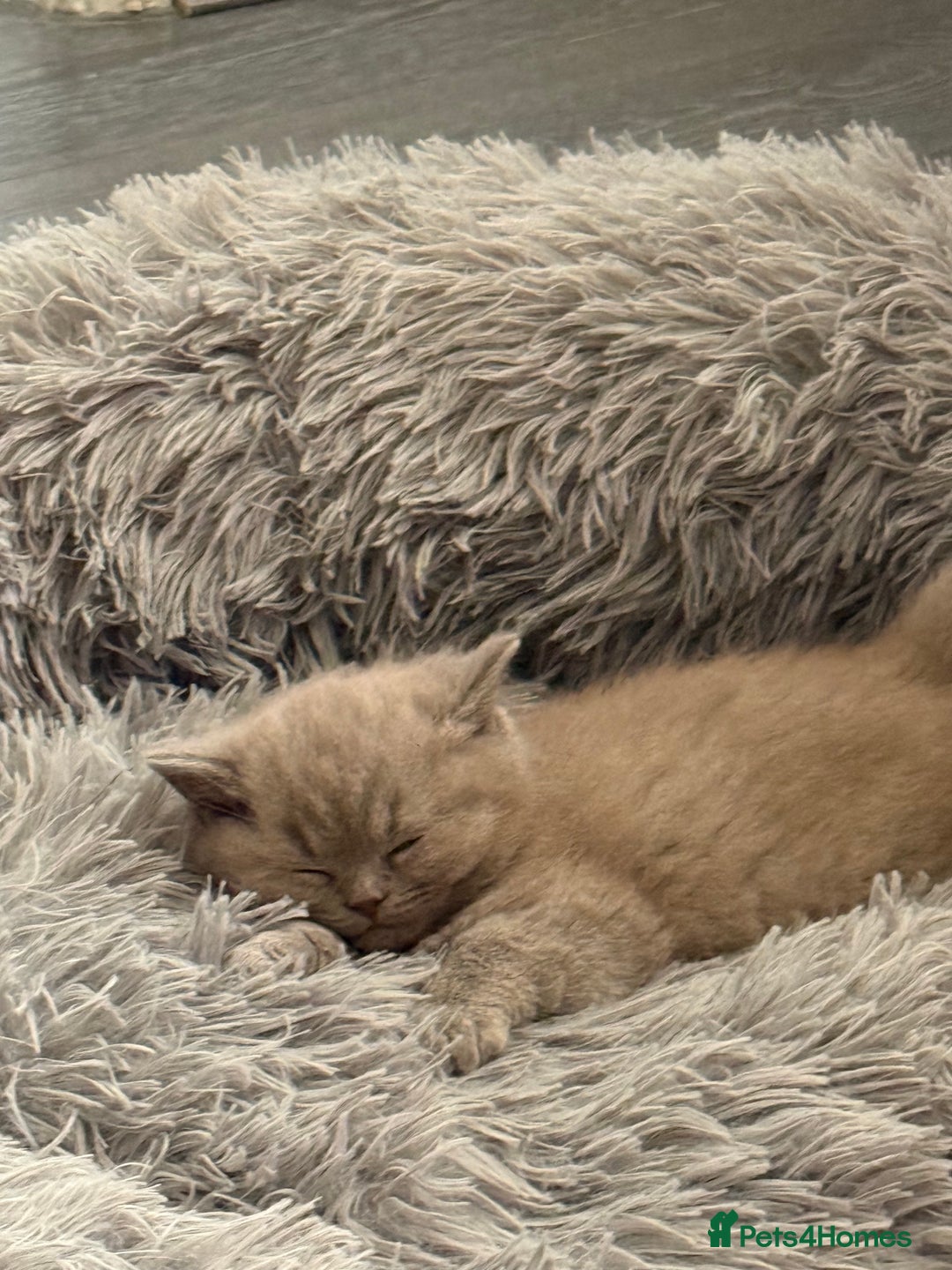British Shorthair cats for sale: Adorable British Shorthair Kittens for Sale - Image 7