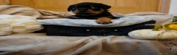 Rottweiler dogs for sale: Stunning litter of Rotweillers from family pet  in Wolverhampton - Advert 29