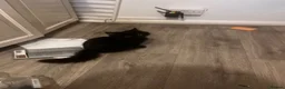 British Longhair cats for sale: Black British Longhair Kitty in London - Advert 6