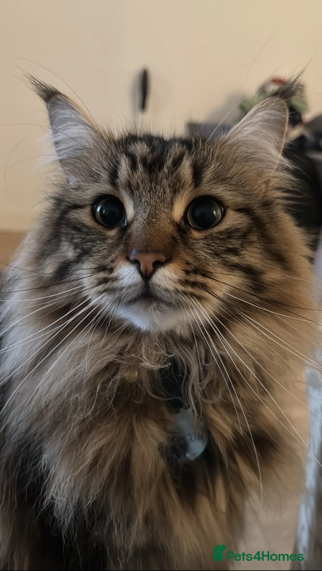 Maine Coon cats for sale: British shorthair X Mainecoon - Advert 14