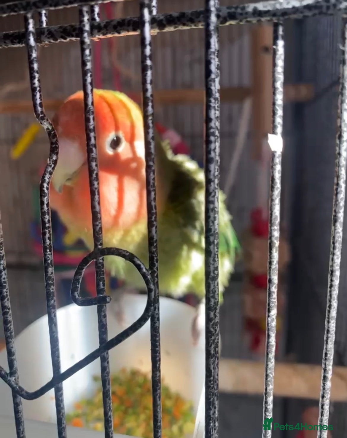 Lovebirds birds Love bird rehoming - Advert 1