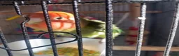 Lovebirds birds for sale: Love bird rehoming in Warrington - Advert 1