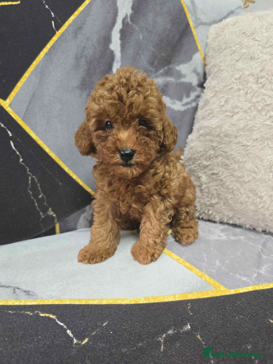 Toy Poodle dogs for sale: 3 Stuninngly cute red toy poodle puppies - Advert 19