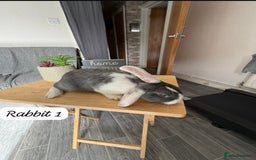 Mixed Breed rabbits for sale: Mixed breed - Image 3