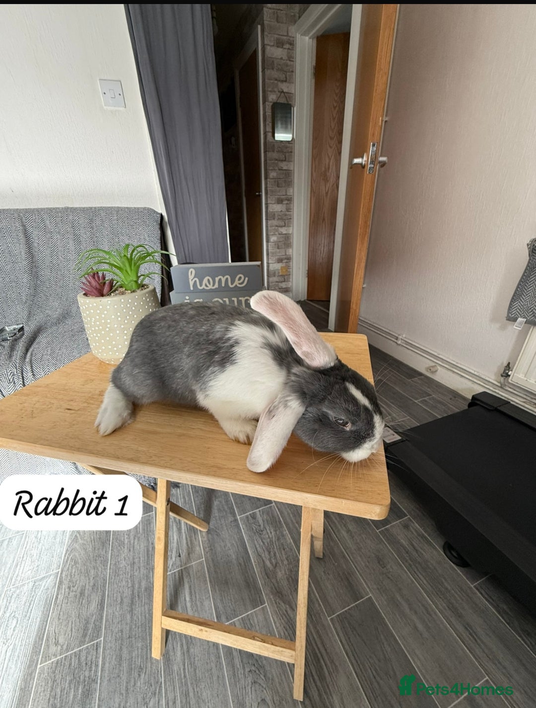 Mixed Breed rabbits for sale: Mixed breed - Image 3