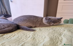 British Shorthair cats for sale: LAST Blue Female BSH Ready To Go Now GCCF Pedigree - Advert 6