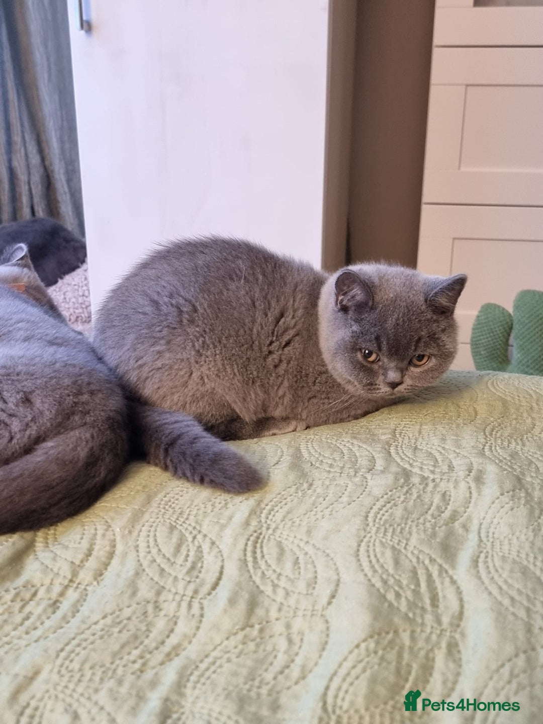 British Shorthair cats for sale: LAST Blue Female BSH Ready To Go Now GCCF Pedigree - Advert 6