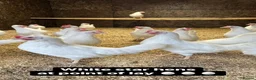 Chickens poultry for sale: Coloured hybrid hens at point of lay in Colchester - Advert 2