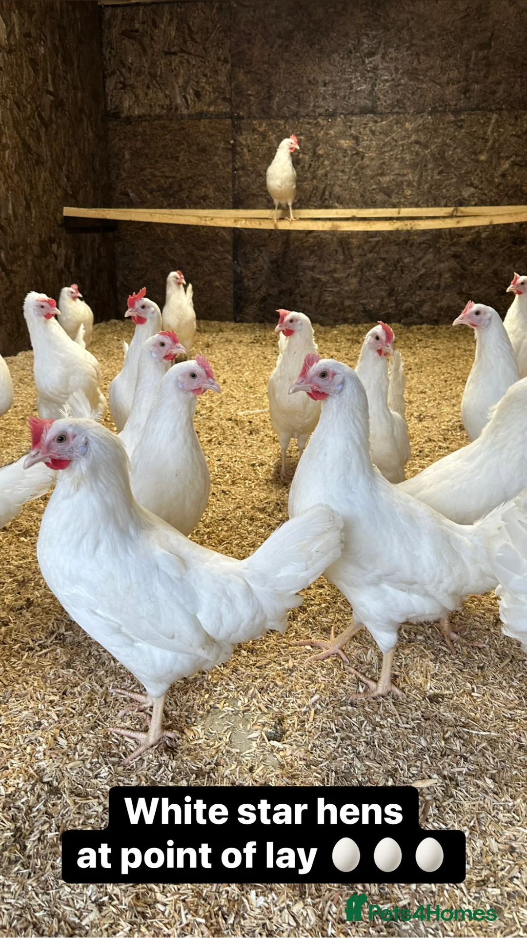 Chickens poultry for sale: Coloured hybrid hens at point of lay in Colchester - Advert 2