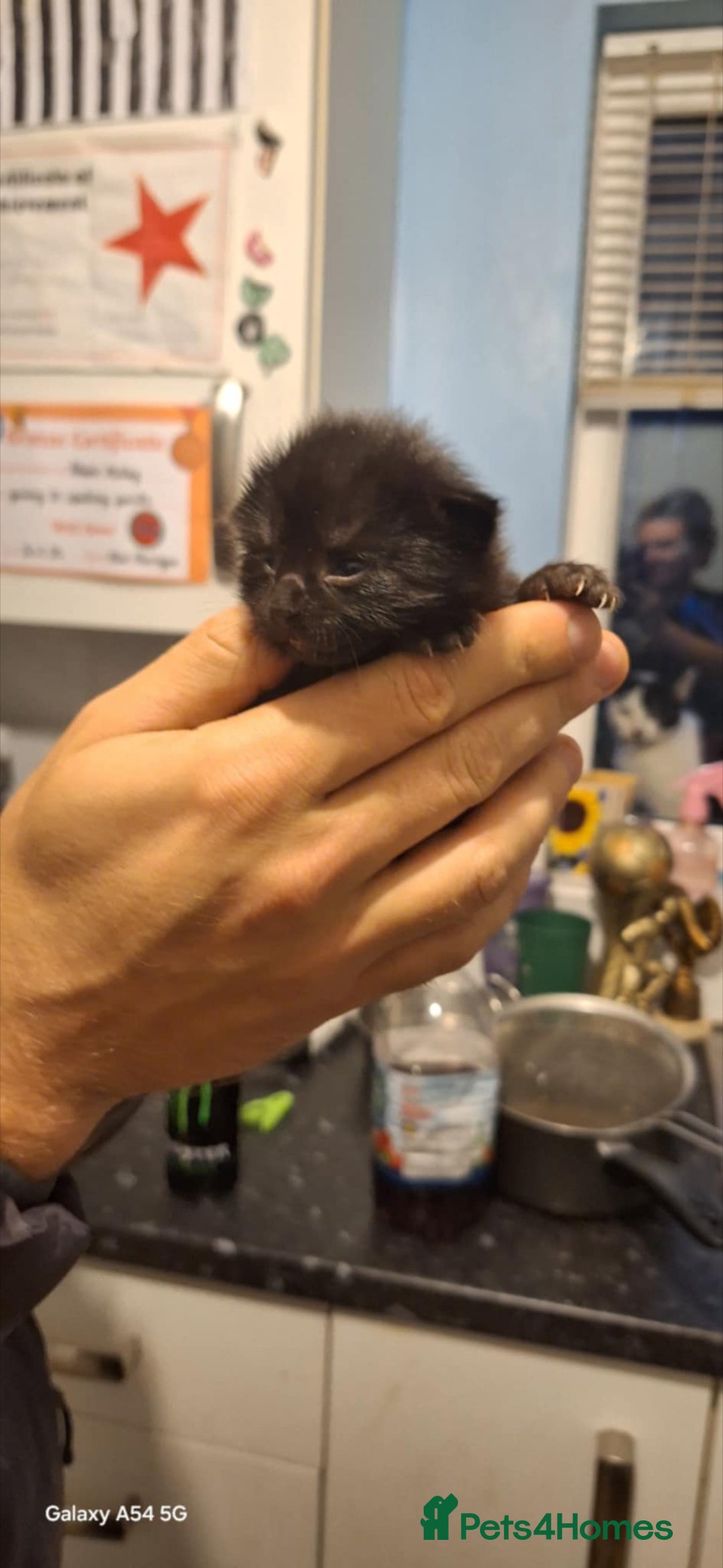 Brazilian Shorthair cats for sale: Kittens  - Advert 11