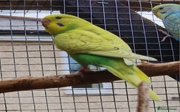 Budgerigars birds for sale: 6 baby budgies for sale from £30 to £40 - Image 3