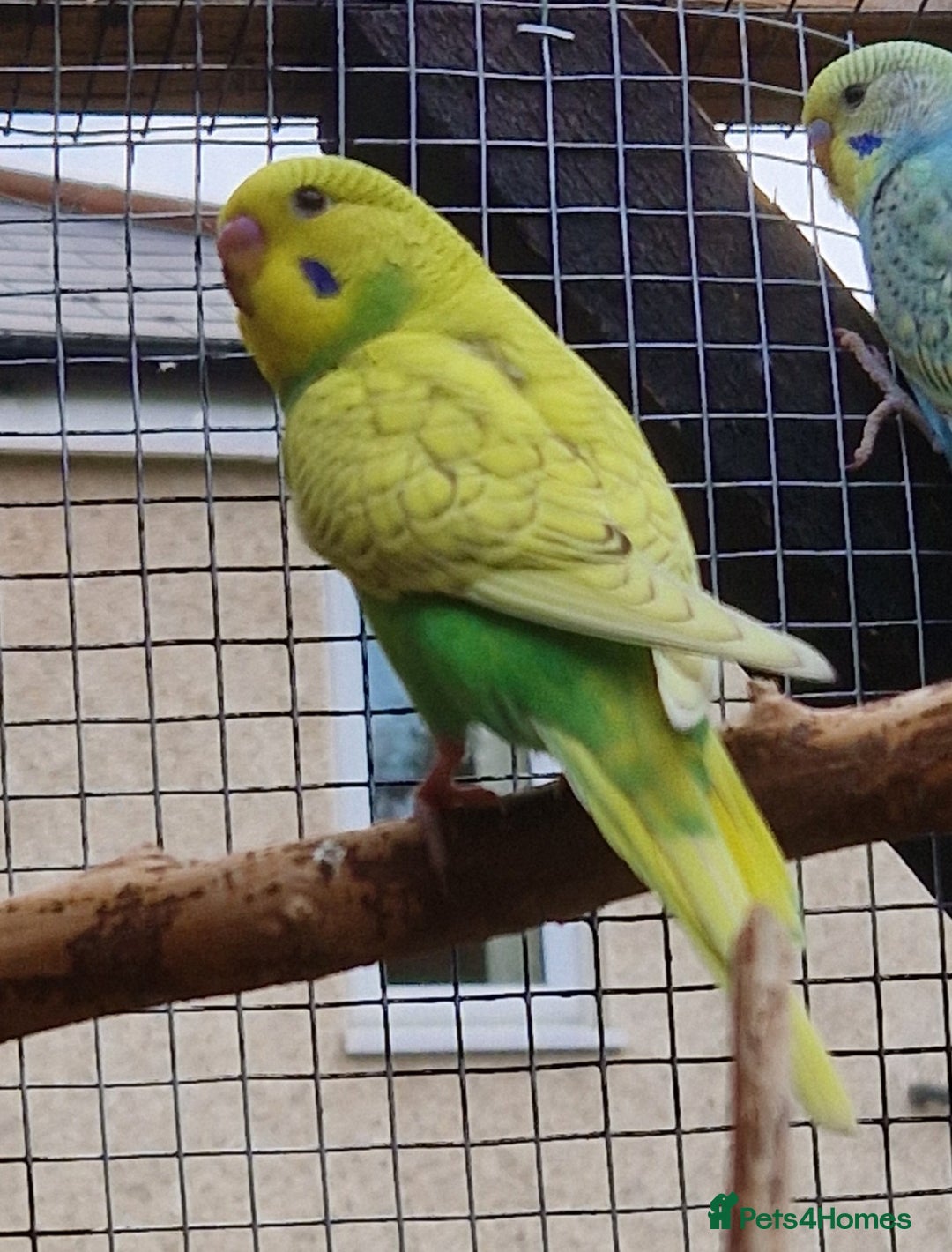 Budgerigars birds for sale: 6 baby budgies for sale from £30 to £40 - Image 3