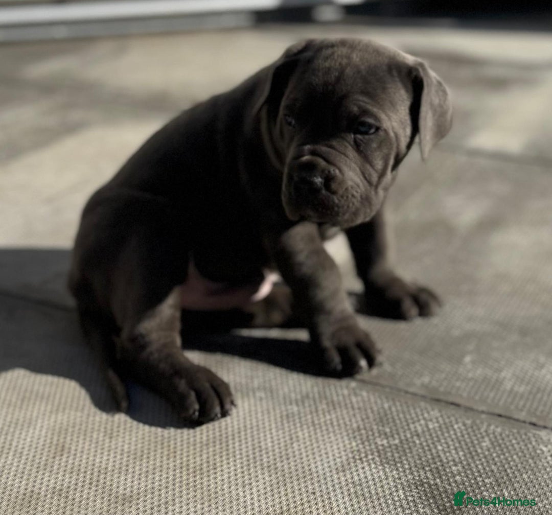 Cane Corso dogs for sale: Champion breed boodline cane corso  - Image 10