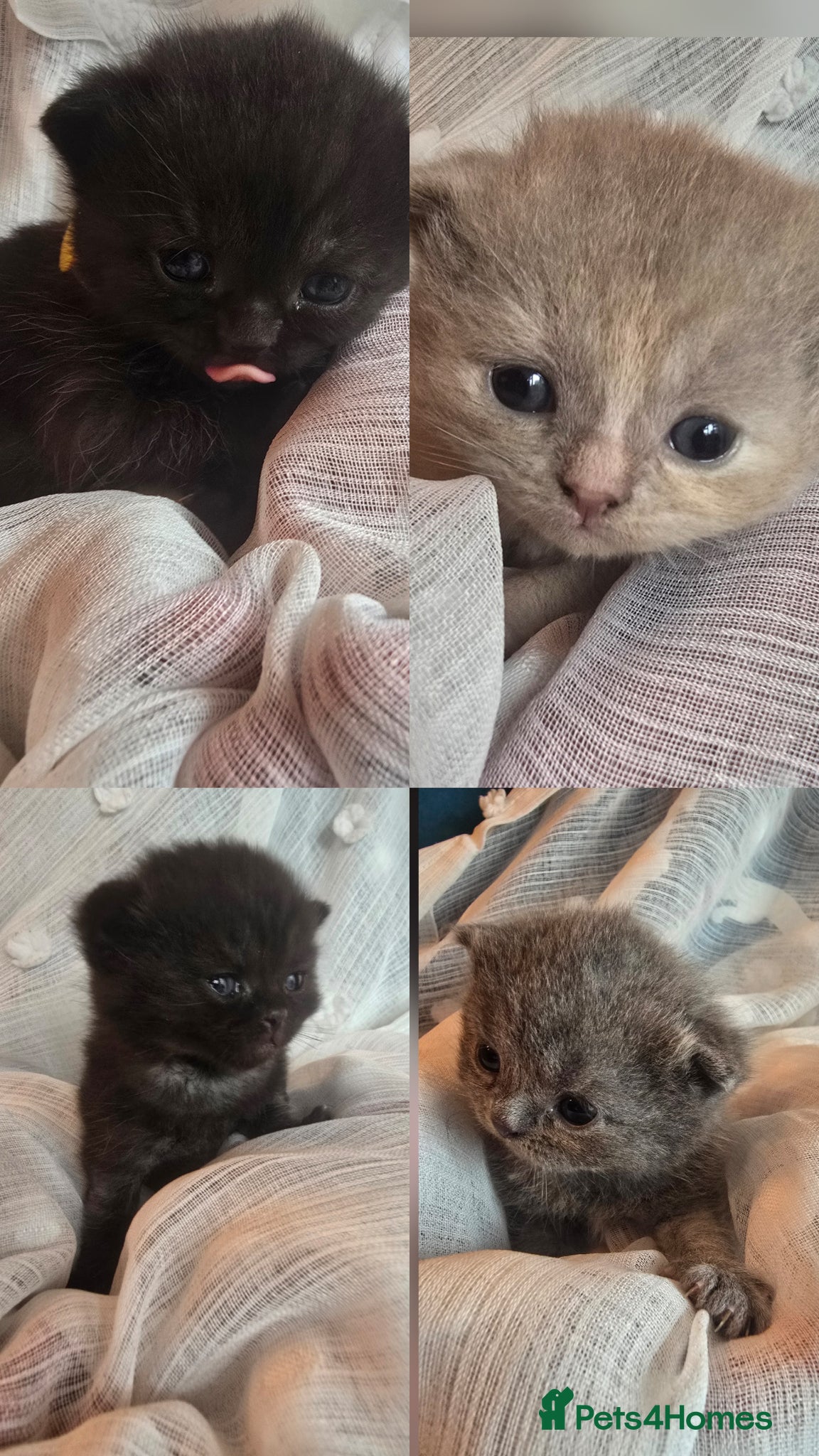 British Shorthair cats Beautiful kittens looking forever home 🏡 😍  - Advert 13