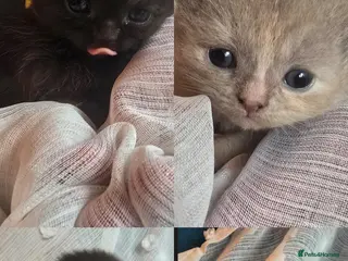 British Shorthair cats Beautiful kittens looking forever home 🏡 😍 - Advert 13