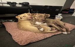 Mixed Breed dogs for sale: Prince puppy - Image 5