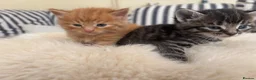 Mixed Breed cats for sale: Tabby kittens - Advert 10