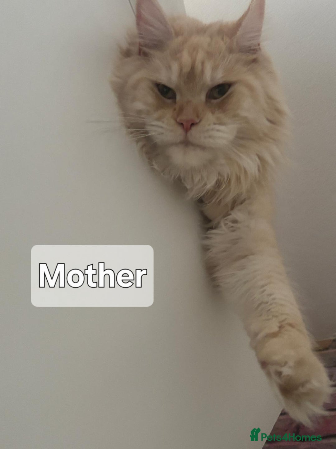 Maine Coon cats for sale: Maine Coon Kittens  - Advert 14