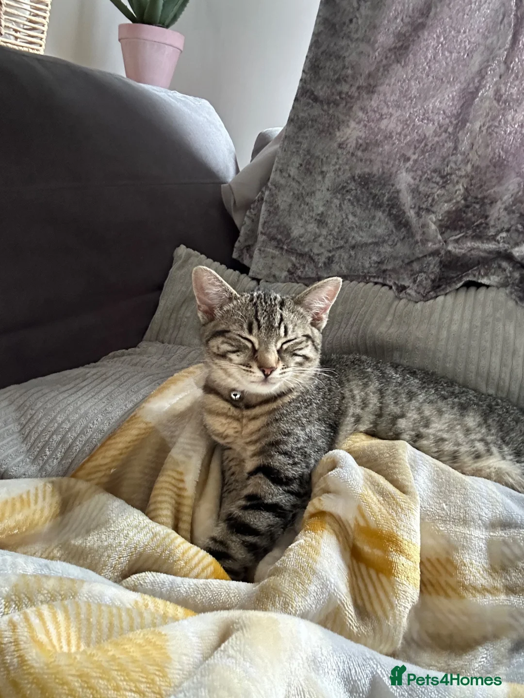 Mixed Breed cats for sale: 2 Boys ready to find their forever homes 🏡  - Advert 1