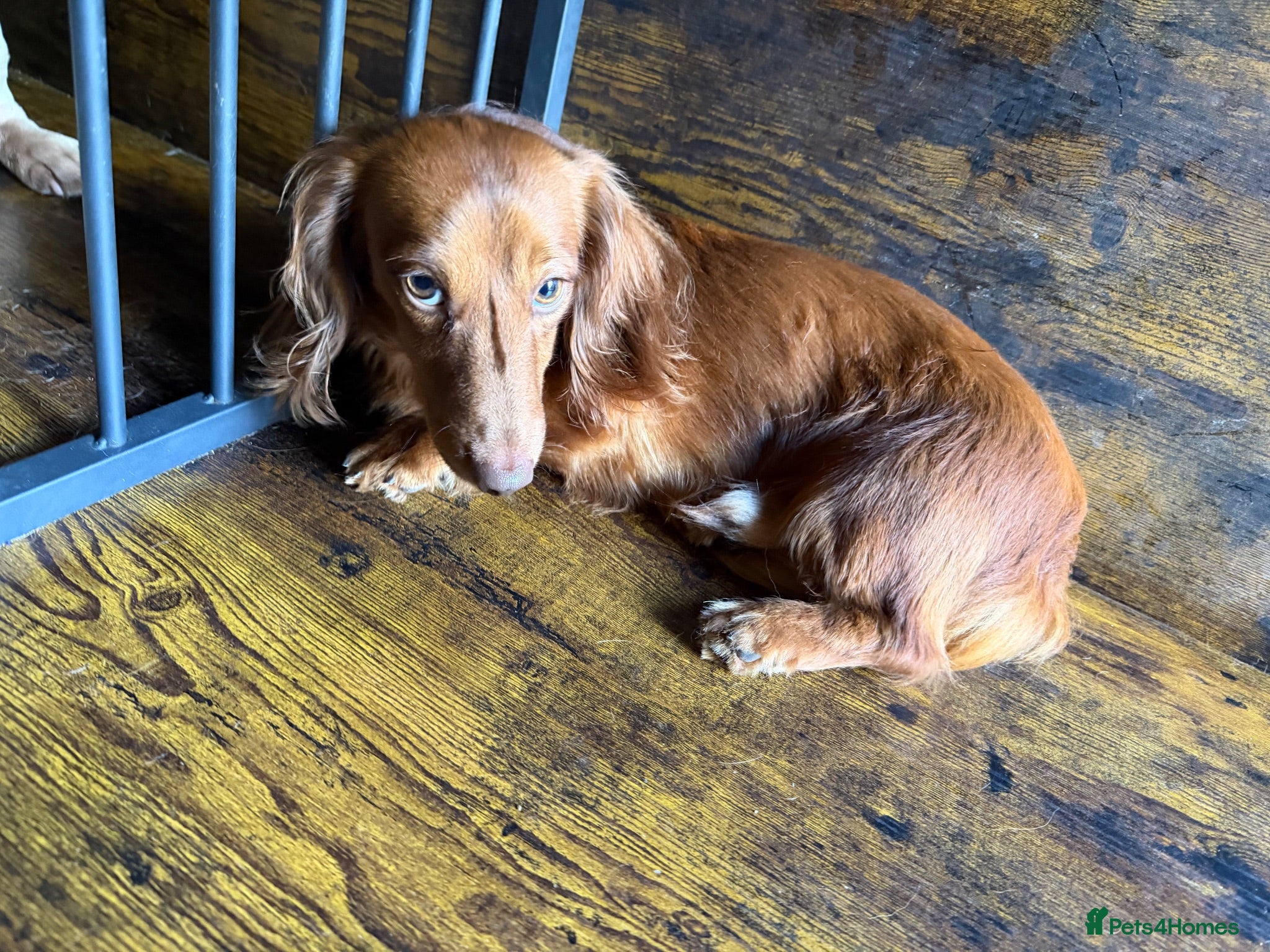 Miniature Dachshund dogs Long fur miniature dachshund  - Advert 1