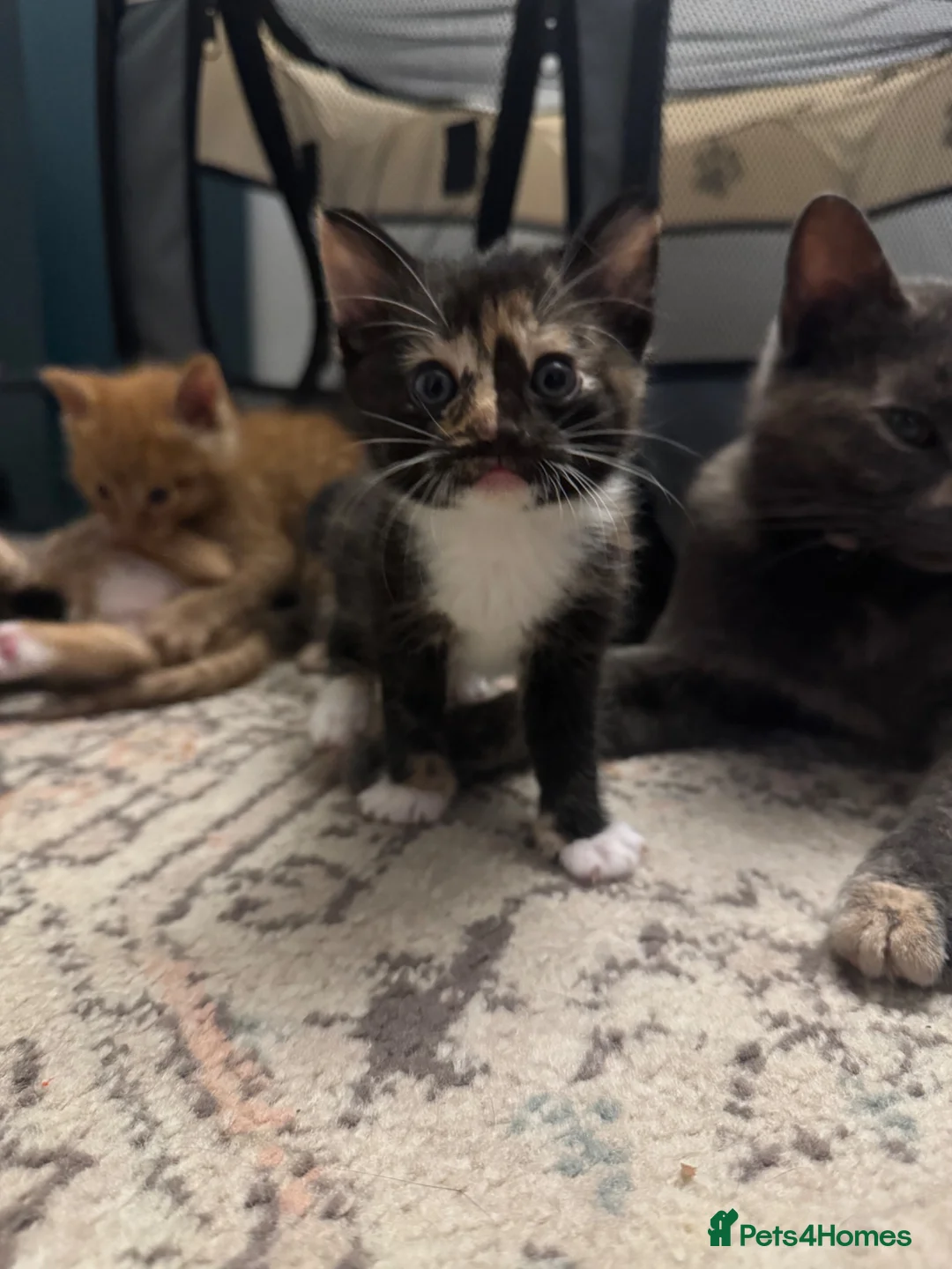 British Shorthair cats for sale: Kittens 🐱  - Advert 1