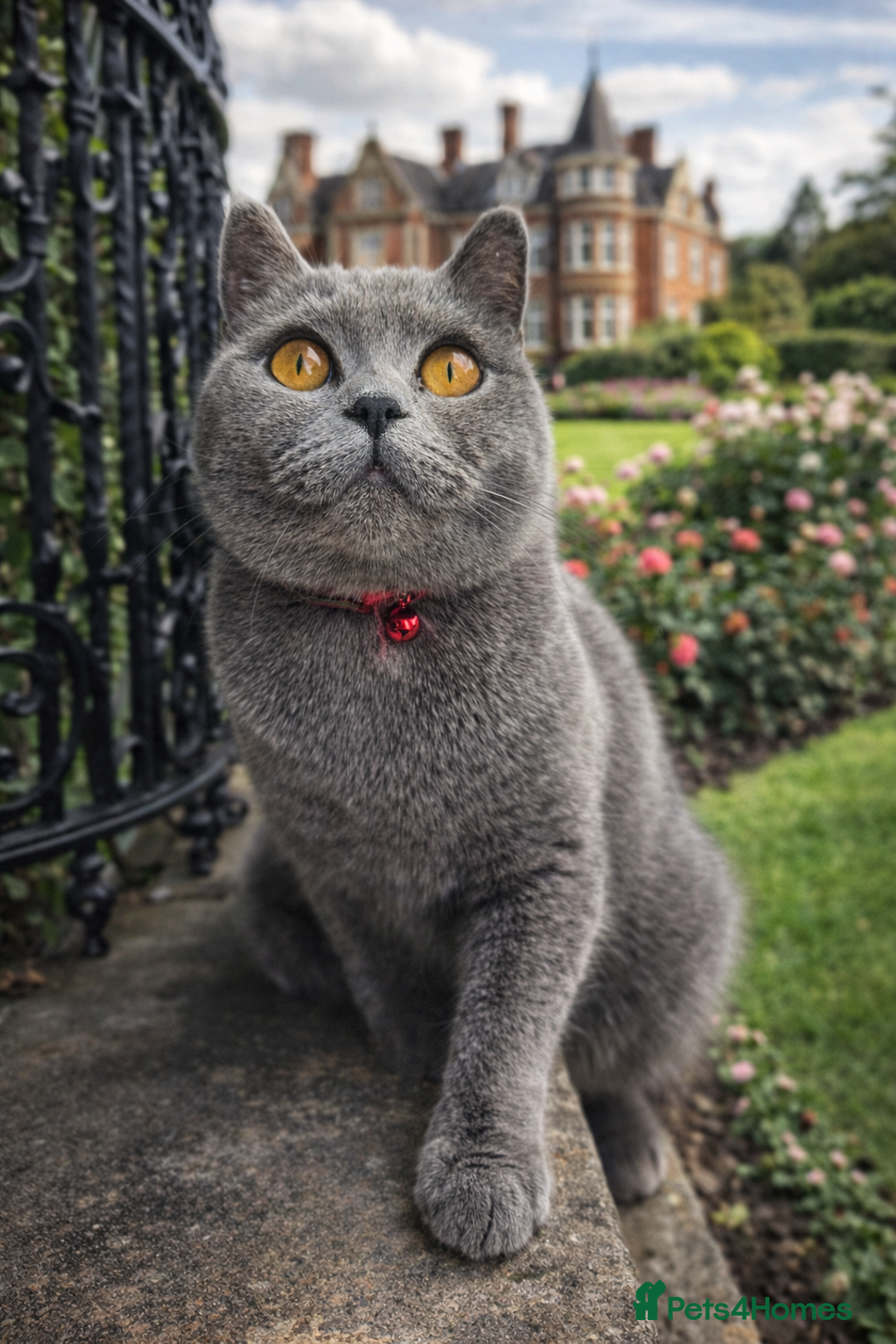 British Shorthair cats for sale: British Shorthair Kittens GCCF - Advert 1