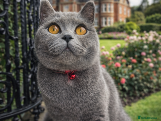 British Shorthair cats British Shorthair Kittens GCCF - Advert 14