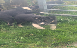 Border Collie dogs for sale: Cracking Working Collie Pups 3 LEFT  - Advert 8