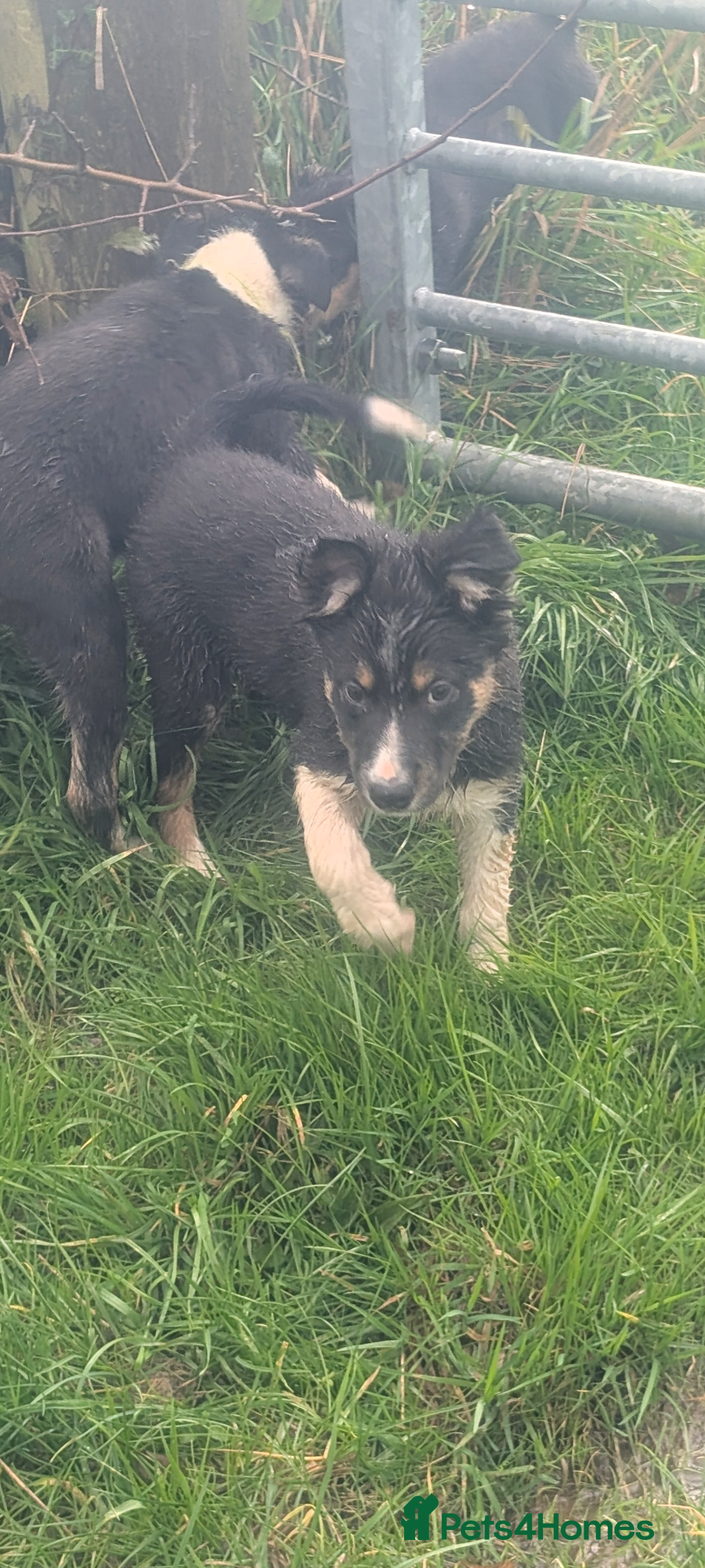Border Collie dogs for sale: Cracking Working Collie Pups 3 LEFT  - Advert 8