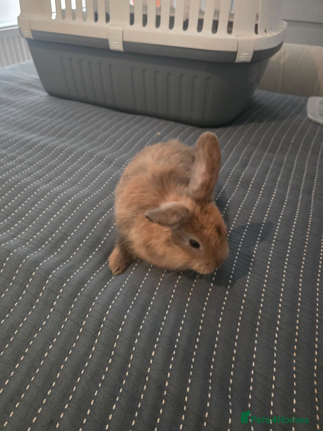 Mixed Breed rabbits for sale: Baby Bunnies - Advert 6
