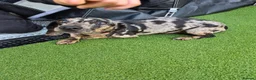 Miniature Dachshund dogs for sale: Miniature dachshund puppies - Advert 2