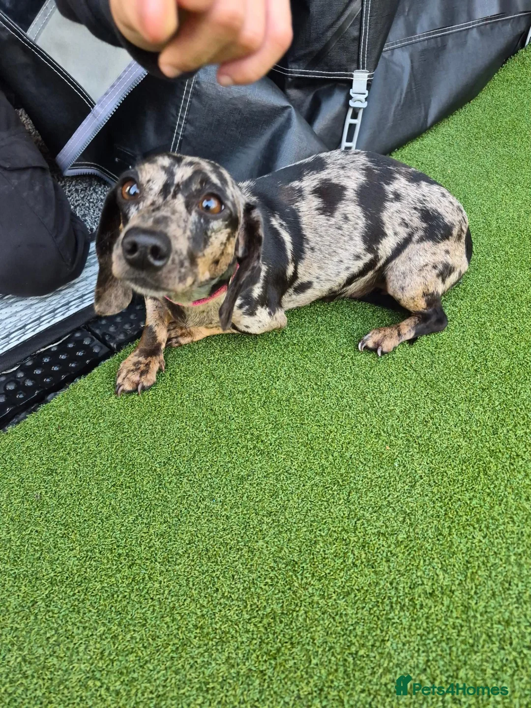 Miniature Dachshund dogs for sale: Miniature dachshund puppies - Advert 2