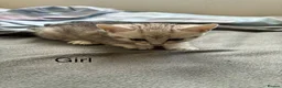 American Shorthair cats for sale:  Little treasures with big hearts  - Advert 6