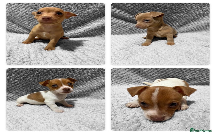 Jack Russell dogs - Advert 9