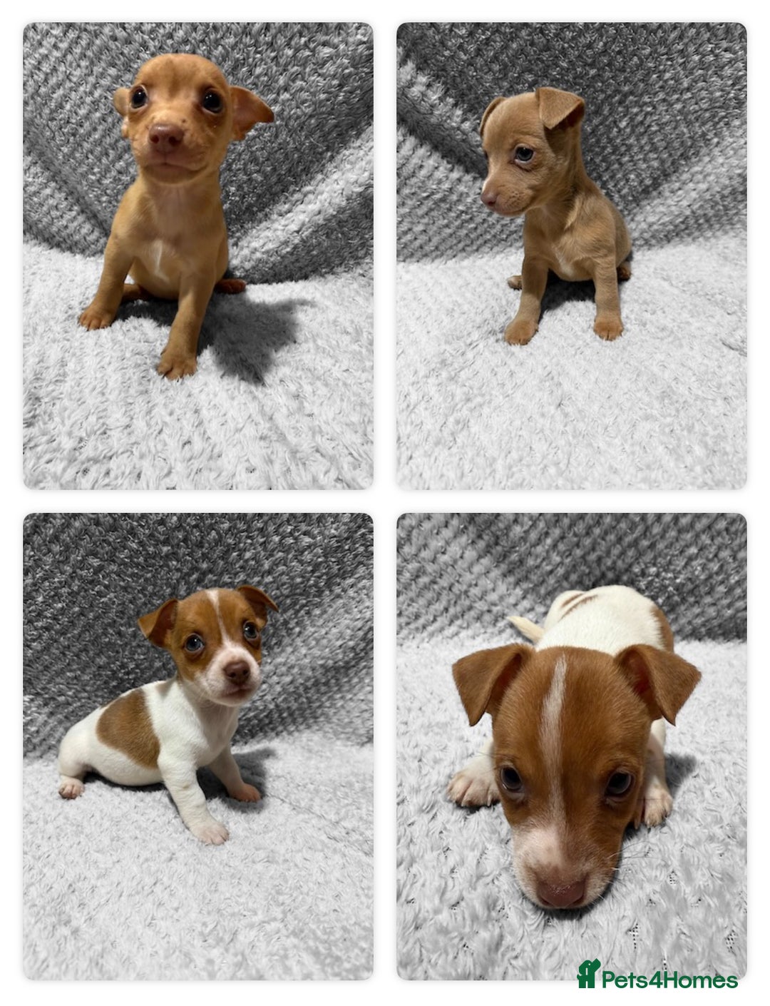 Jack Russell dogs for sale: Jack Russell puppies (JUST 1 LEFT) (LUNA) - Image 6