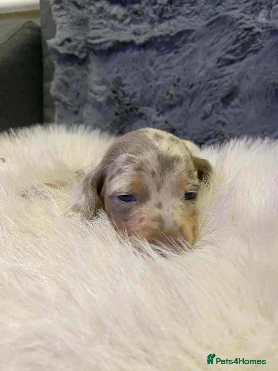 Miniature Dachshund dogs for sale: KC PRA IVDD Miniature Dachshund.  - Advert 30