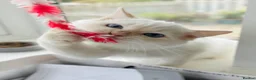 Ragdoll cats for sale: GCCF ACTIVE Cream Colourpoint Ragdoll - Advert 3